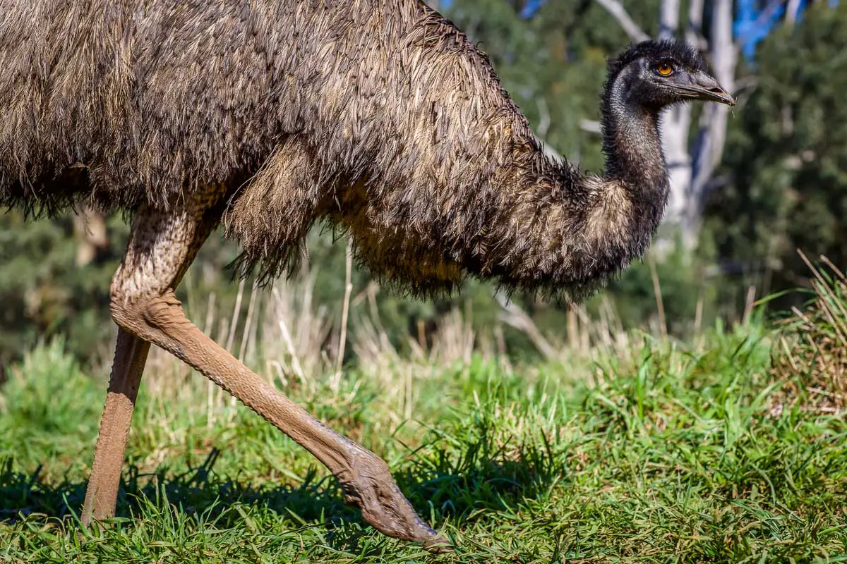 In Australia you can eat native animals like kangaroo, emu and crocodile