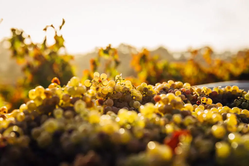 Close-up of ripe, golden grapes in a vineyard, capturing the essence of Australia's wine country at harvest time. Australia boasts more than 60 wine regions around the country. Wine tasting in Australia is definitely one of the best things to do!