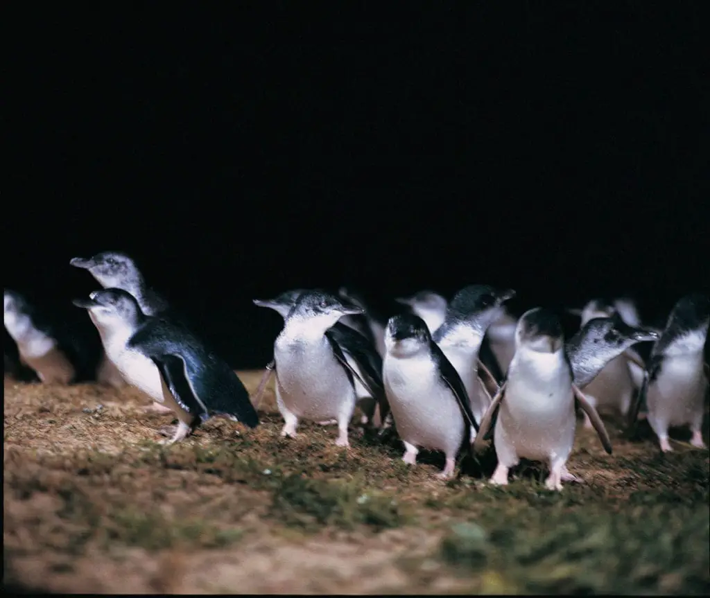 A group of little penguins on a sandy beach at night, with their silhouettes illuminated from behind. Watching penguins waddle out of the water and into their burrows is one of the cutest things to see in Australia!