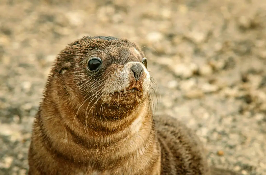 Close-up of an Australian seal with a shiny coat and curious expression against a blurred sandy background. As well as kangaroos, you'll see seals and other wildlife on Kangaroo Island in South Australia, one of the most beautiful places to visit in Australia for a weekend.