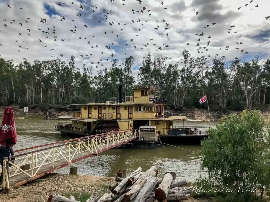 A traditional paddle steamer docked on the Murray River, surrounded by a flock of birds in flight and lush riverbanks. Echuca is a great place to visit in Australia. While it's a small town there's plenty to keep you busy, including taking a ride on one of the oldest operating paddlesteamers in the world.