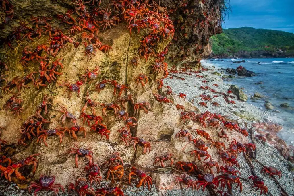 A high density of red crabs covering a rocky shoreline with the ocean and lush vegetation in the background. Every year, 45 million red crabs make their way down to the beach to breed on Christmas Island.
