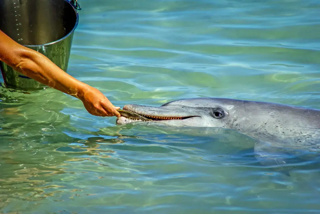 A dolphin close to shore accepting fish from a human hand in shallow clear waters. You can hand feed dolphins (under strict government regulations and supervision) in Monkey Mia in Western Australia.