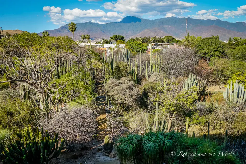 An aerial view of a botanical garden filled with a variety of cacti and succulents. A path winds through the garden, with mountains and a clear sky in the background. The botanical gardens is one of the best Oaxaca attractions.