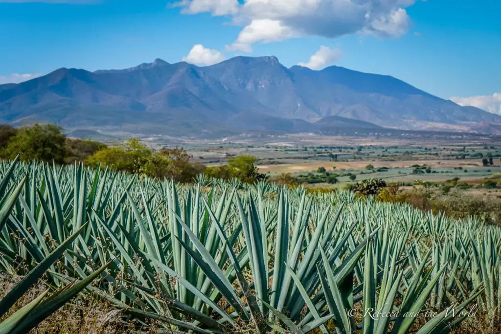 A field of blue agave plants with pointed leaves, stretching towards the horizon with a mountain range in the background under a clear sky. A mezcal tour is one of the best things to do in Oaxaca to discover how this liquor is made.