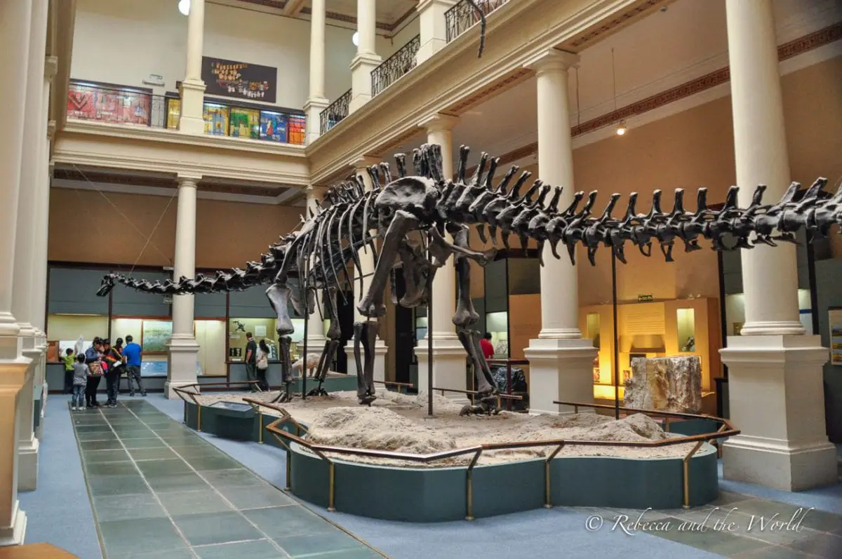 The museum in La Plata has hundreds of bones from dinosaurs and other animals that have been discovered in Argentina