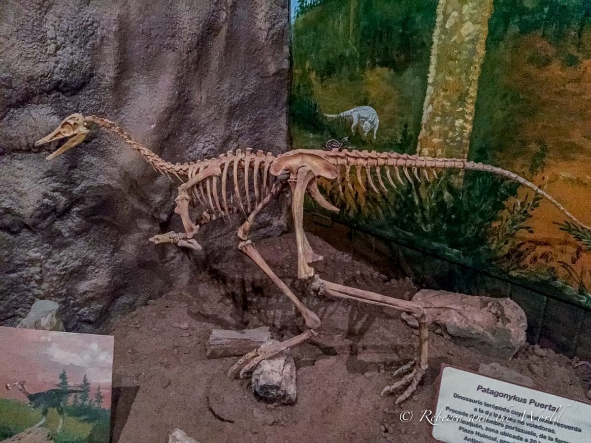 In Neuquen, you can visit museums that are filled with the bones of dinosaurs that have been discovered in Patagonia in Argentina