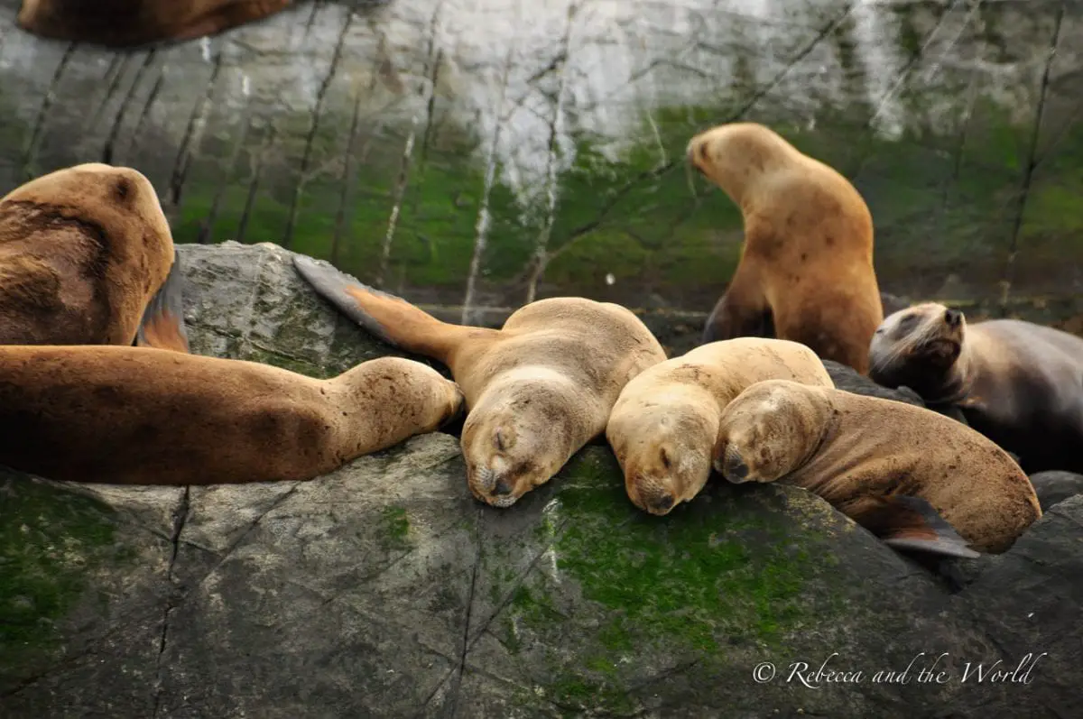 Taking a boat ride through the Beagle Channel in Ushuaia is one of the best places to see in Argentina for wildlife