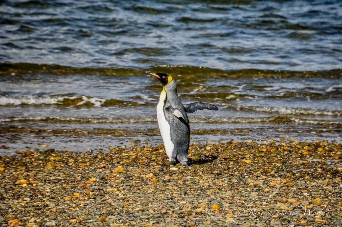 There are several places to visit in Argentina if you want to see penguins