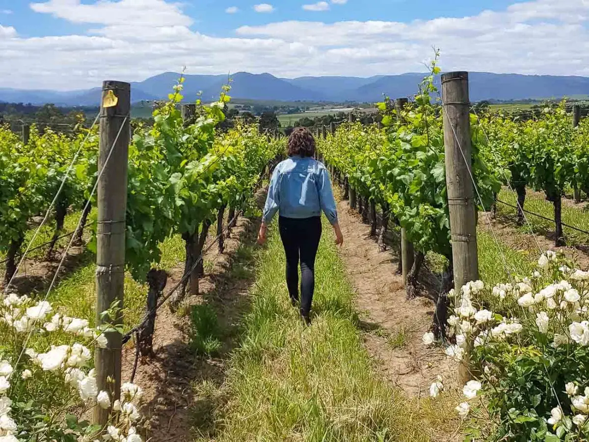Tammy Thurman walking through vineyard