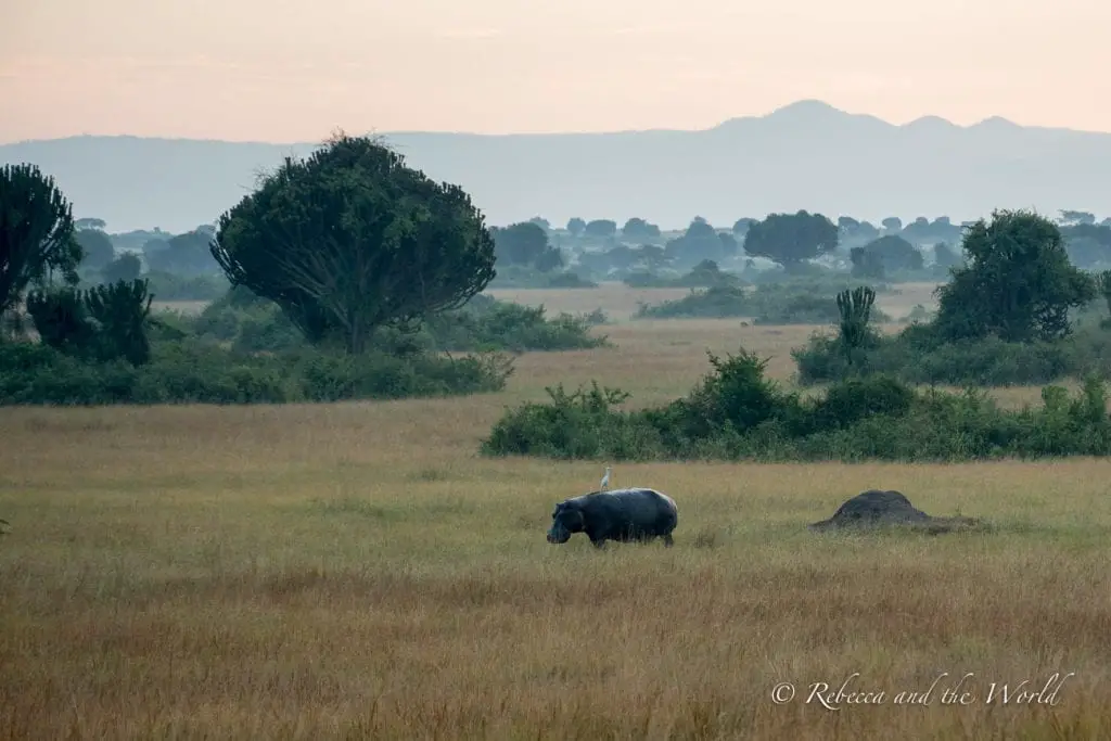 At dawn, a solitary hippo stands in a grassy field with a heron perched on its back. The surrounding landscape includes tall grass, shrubs, and a few trees. On early morning drives in Queen Elizabeth National Park you'll likely see hippos and plenty of other wildlife.