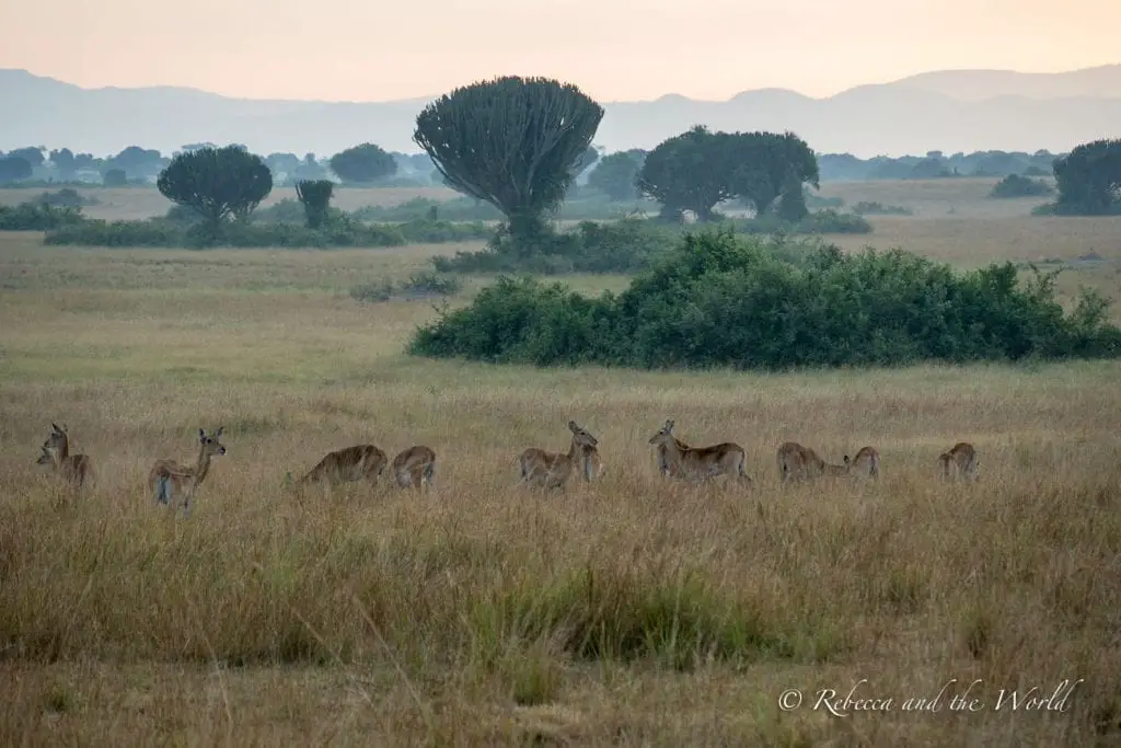 A dawn scene with a group of antelopes grazing on a grassland. A large, distinctive tree stands out on the horizon, and mist or haze softens the landscape. Queen Elizabeth National Park in Uganda is the country's most popular park.