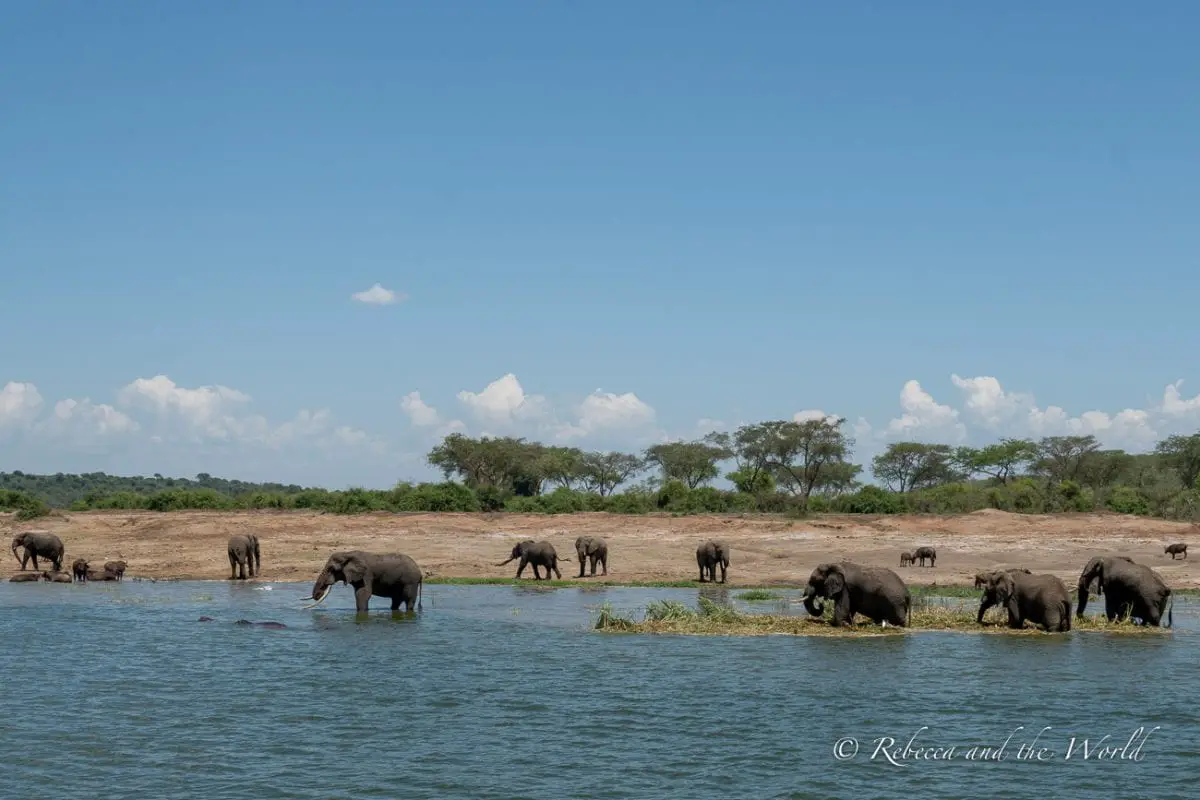 You'll see plenty of elephants and hippos on a boat tour of the Kazinga Channel in Uganda