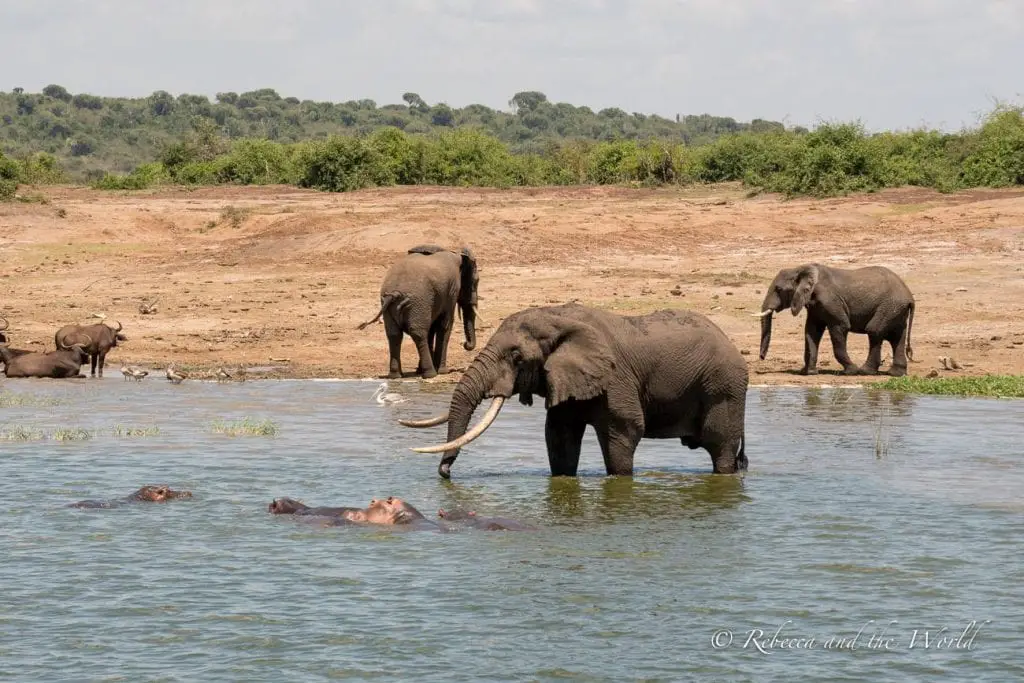Elephants near a water body with hippos partially submerged. The background has a landscape of trees and a clear sky, depicting a natural, wild habitat. You'll see plenty of elephants and hippos on a boat tour of the Kazinga Channel in Uganda.