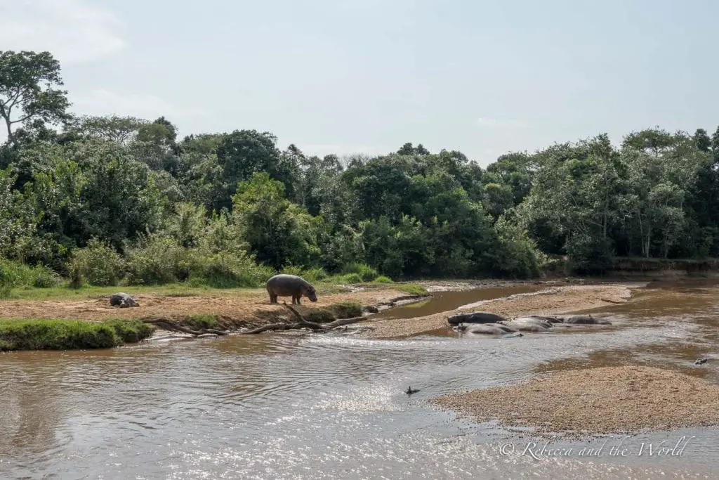 A river scene with hippos partially submerged in the water. A single elephant stands on the sandy riverbank, with lush greenery in the background. If you want to cross the border here from Uganda to DRC, you'll need to get past security!