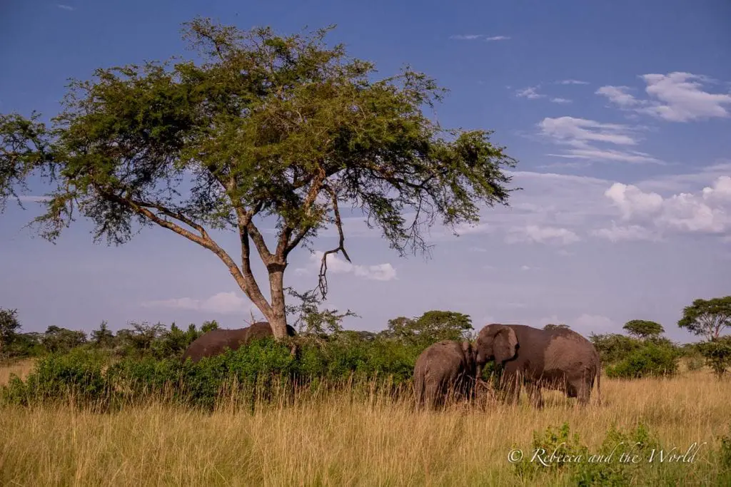 A landscape with a large acacia tree providing shade to a family of elephants grazing in the tall savannah grass against a backdrop of blue sky and fluffy clouds. You'll see dozens of elephants in Uganda.