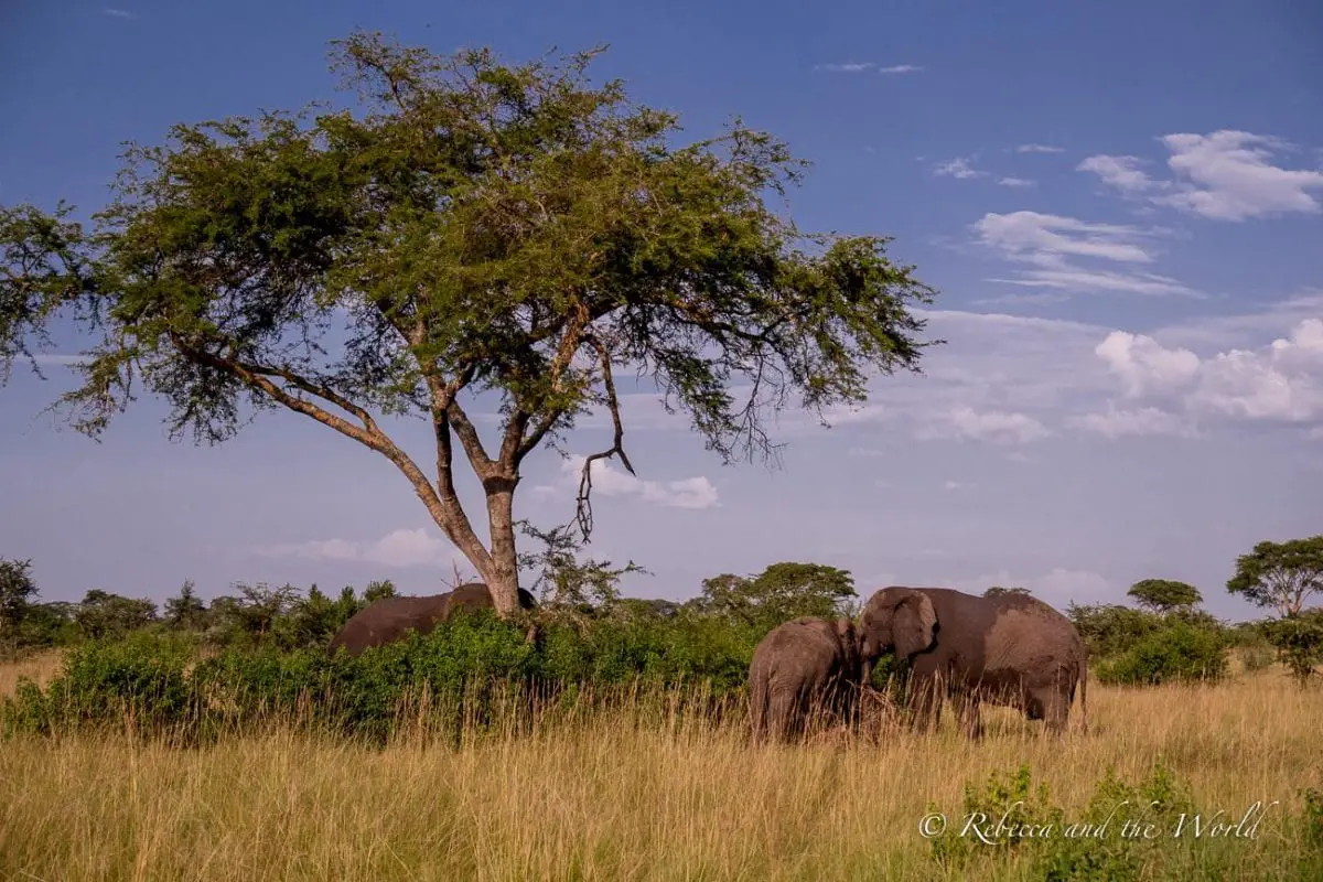 You'll see dozens of elephants in Uganda