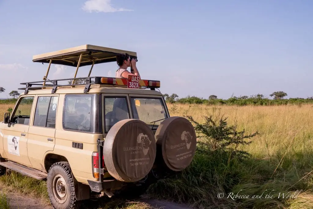 A beige safari vehicle with a pop-up roof on a grassy plain. A woman (the author of the article) stands on the vehicle, looking through binoculars. Two spare tires are mounted on the back. A Uganda safari is a great experience to see wildlife.