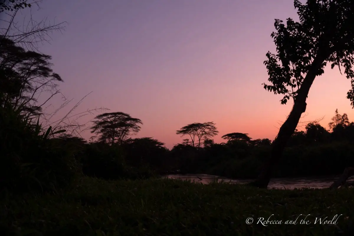 A twilight scene at Ishasha Wilderness Camp in Uganda, with a silhouette of trees against a purple and pink sky. The landscape suggests a savannah with sparse trees and a hint of water in the distance. The sunrises and sunsets in Uganda are gorgeous.