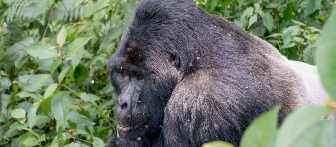Seeing a silverback on a gorilla trek in Uganda is a highlight of the Uganda itinerary