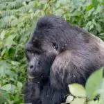 Seeing a silverback on a gorilla trek in Uganda is a highlight of the Uganda itinerary
