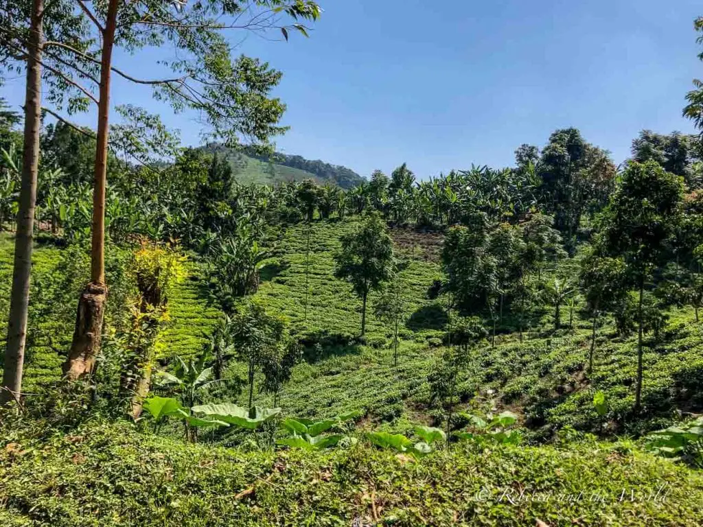 A lush landscape with terraced tea plantations, interspersed with tropical trees and clear skies, depicting a serene farming area. The drive to Kisoro winds through Bwindi Impenetrable National Forest.