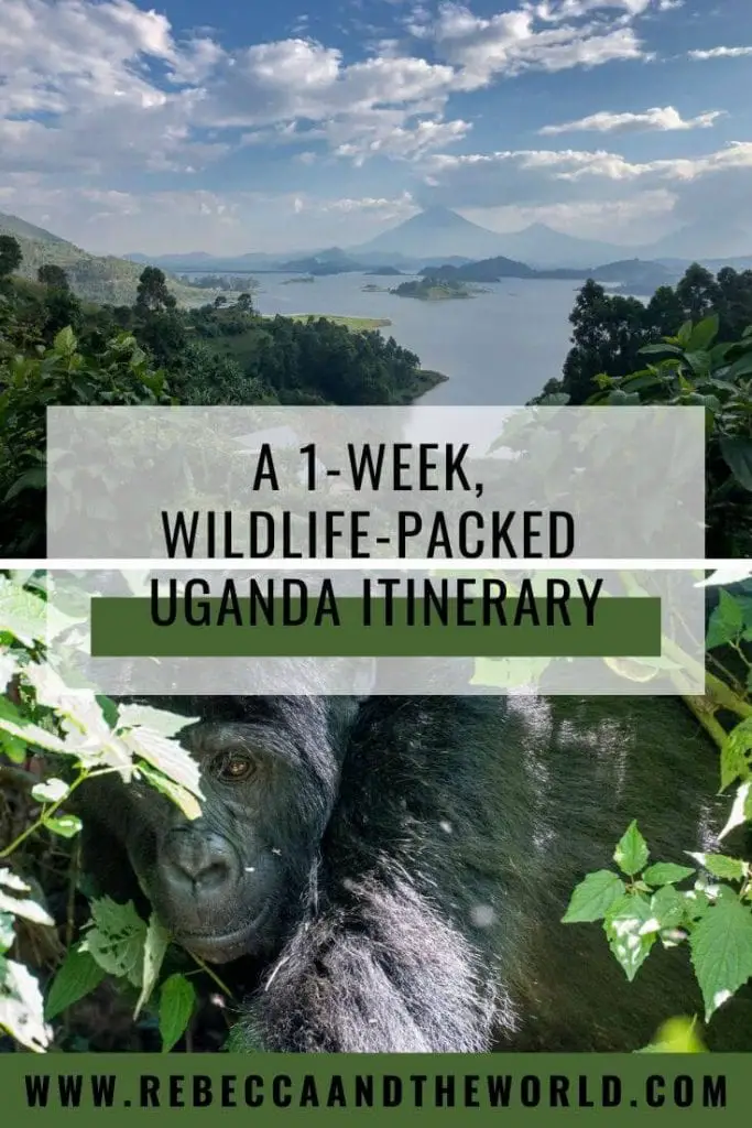 Known as the Pearl of Africa, Uganda is famous for gorillas, chimpanzees, tree-climbing lions and dazzling birds. Here's a one-week wildlife-packed Uganda itinerary, along with other recommendations for things to do in Uganda. | #uganda #ugandaitinerary #eastafrica #africatravel #safari #wildlife #gorillatrekking