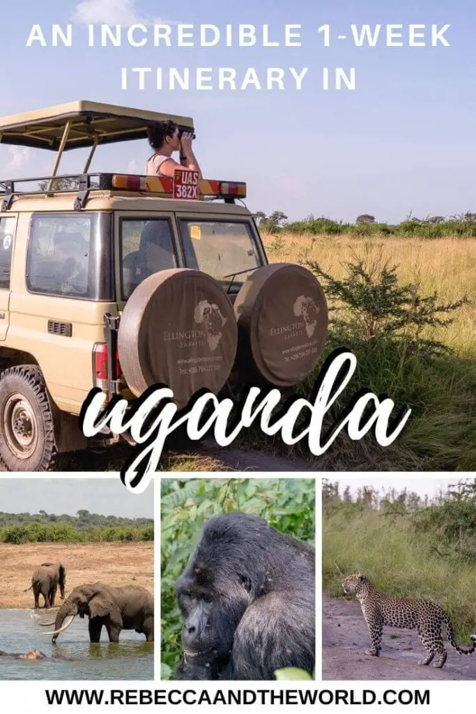 Known as the Pearl of Africa, Uganda is famous for gorillas, chimpanzees, tree-climbing lions and dazzling birds. Here's a one-week wildlife-packed Uganda itinerary, along with other recommendations for things to do in Uganda. | #uganda #ugandaitinerary #eastafrica #africatravel #safari #wildlife #gorillatrekking