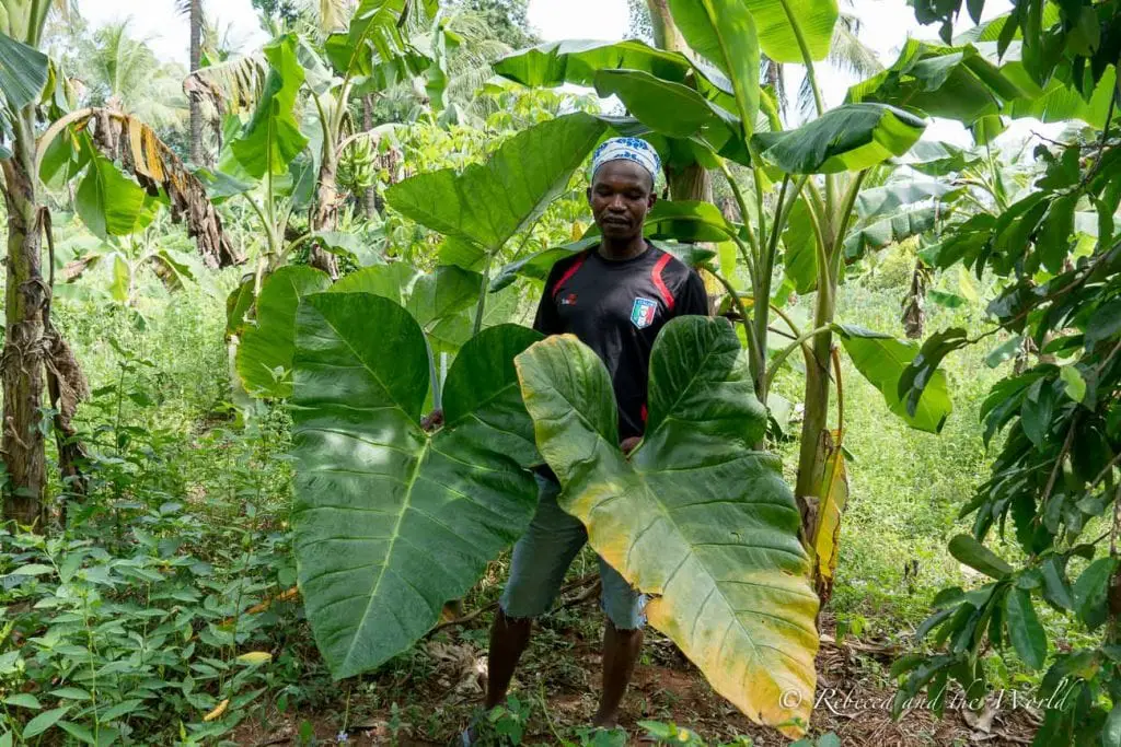 A person standing among large green plants with broad leaves in a tropical setting. Learn about Zanzibar's famous spices and history as the Spice Island on a Zanzibar spice farm tour.