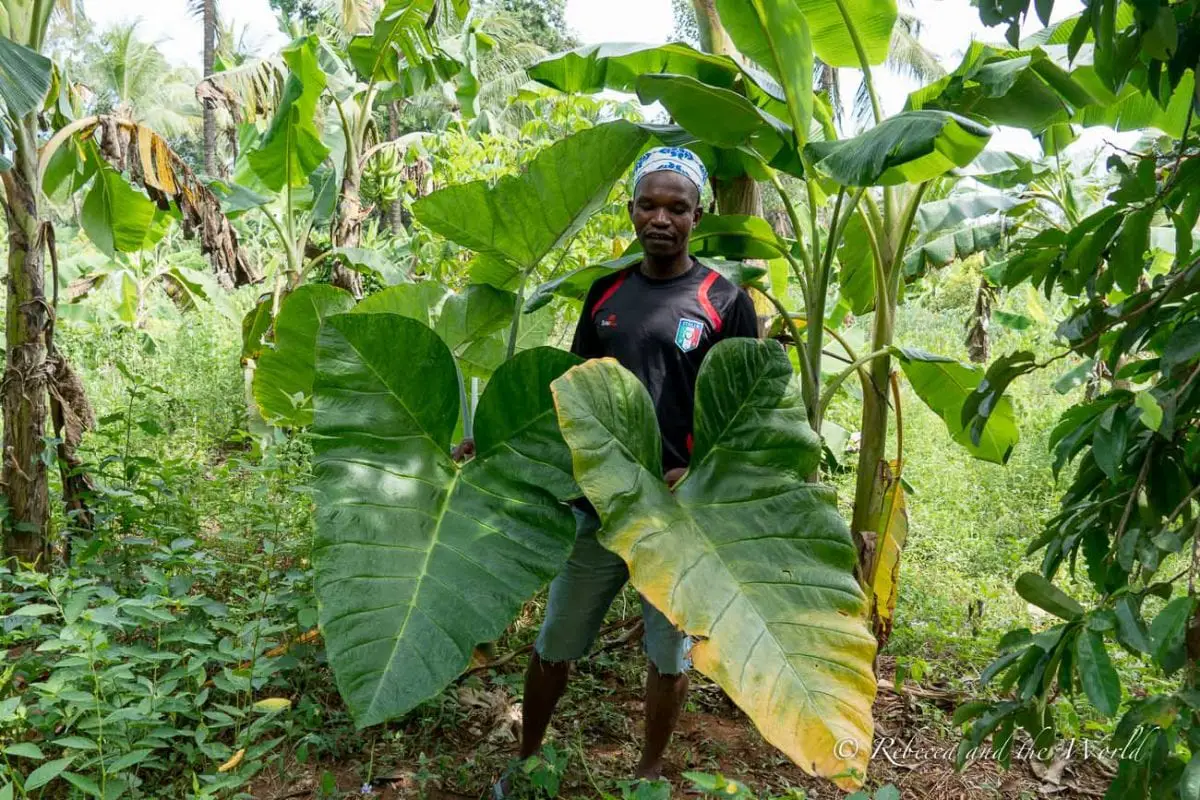 Learn about Zanzibar's famous spices and history as the Spice Island on a Zanzibar spice farm tour