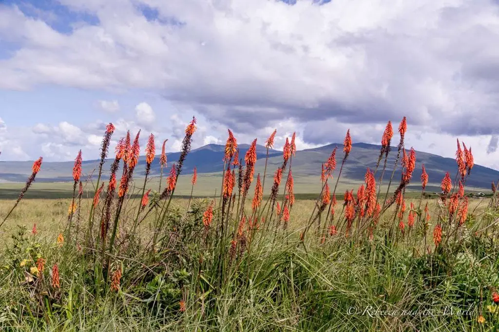 Tall grass and vibrant red flowers in the foreground with a mountain range in the background under a cloudy sky. The best time to visit Tanzania is the dry season from July to October, but some months of the wet season are also great times to visit.