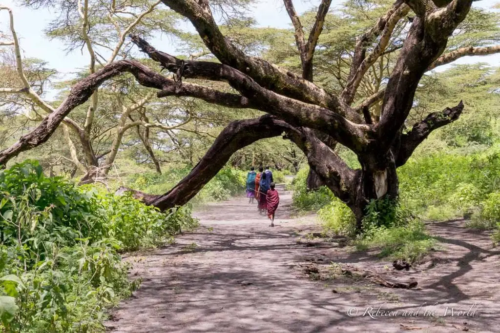 People walking on a dirt road under a large, twisted acacia tree with a lush canopy, in a green landscape. The hike from Ngorongoro to Lake Natron takes visitors through a yellow acacia tree forest.
