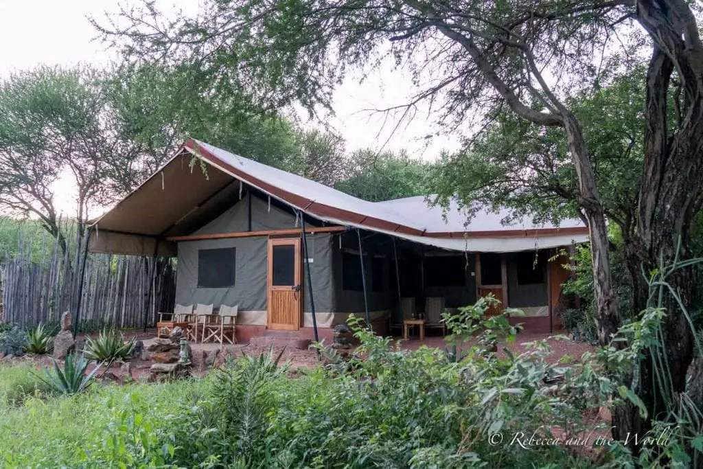 A large canvas tent with a porch, set up in a wooded area, blending with the natural environment. Isoitok Camp Manyara was one of my favourite places to stay in Tanzania.