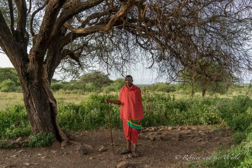 A Maasai man stands under a large tree with expansive branches. He is wearing a red garment with green and blue details and holding a staff. One of the best things to do in Tanzania is to discover Maasai culture.