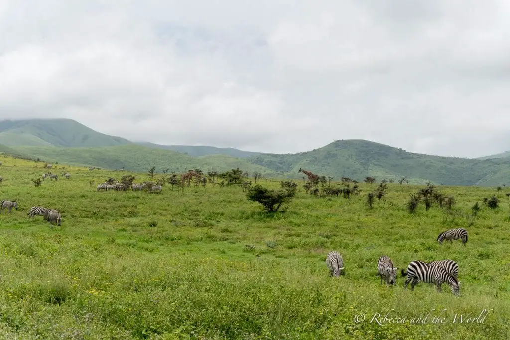 A grassy savanna dotted with zebras and a few giraffes. The terrain is rolling with hills in the distance under a cloudy sky. One of the best places to visit in Tanzania is the Serengeti.