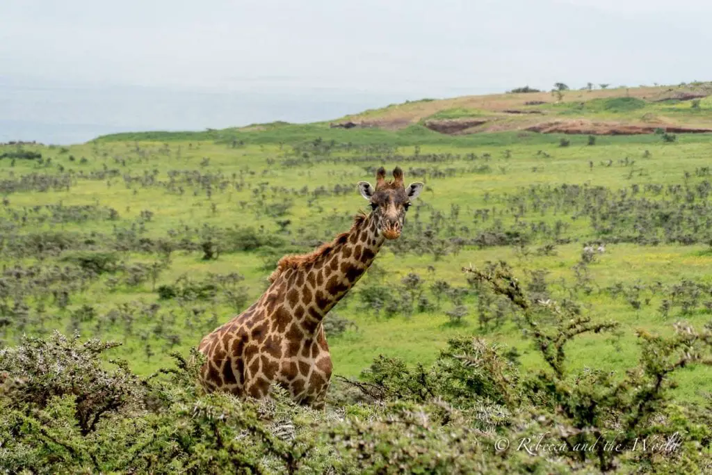 A giraffe's head and neck visible above green foliage, with a savanna landscape stretching into the distance. The wildlife viewing in Tanzania.