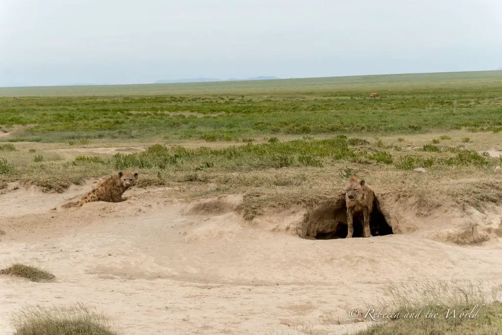 Two hyenas, one emerging from a burrow in the ground and the other lying on the sandy earth, surrounded by greenery. One of the best places to visit in Tanzania is the Serengeti.
