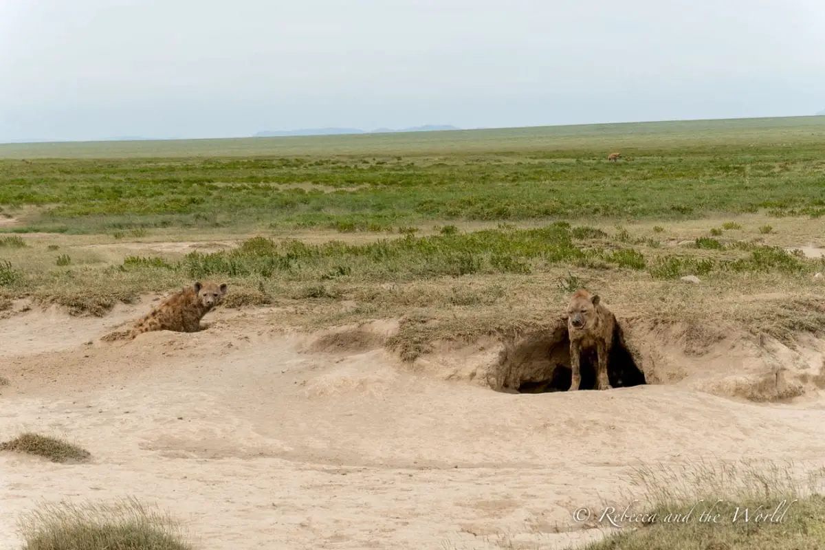 One of the best places to visit in Tanzania is the Serengeti