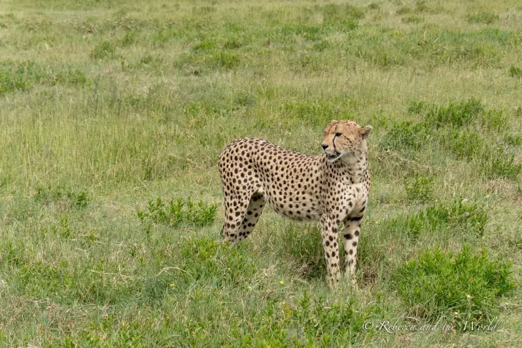 A cheetah standing in a grassy field, looking to the side, with its distinctive spotted coat clearly visible. One of the best places to visit in Tanzania is the Serengeti.