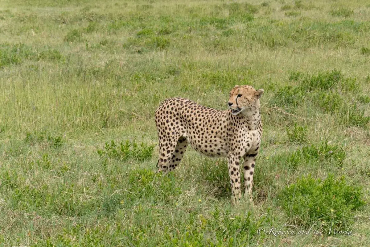 One of the best places to visit in Tanzania is the Serengeti