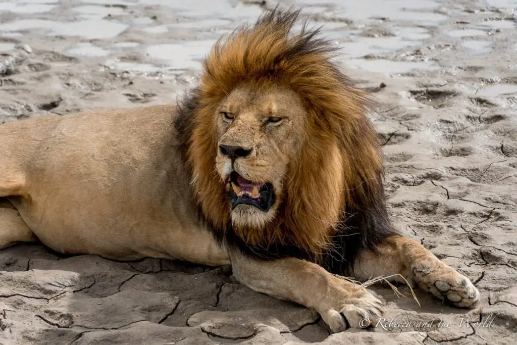 A close-up of a male lion lying on the ground, with a full mane and a fierce expression. One of the best places to visit in Tanzania is the Serengeti.