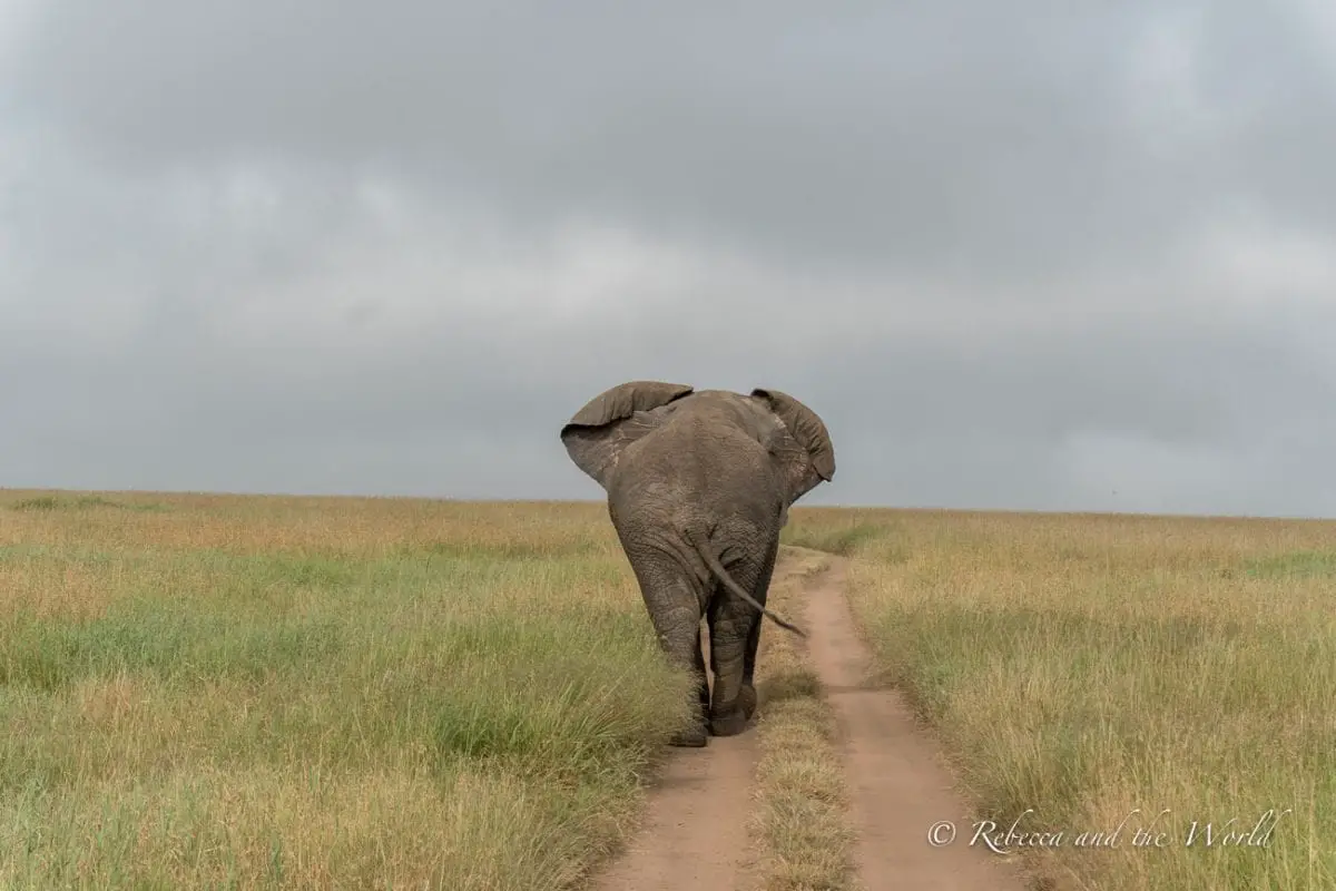 You'll see plenty of elephants in Tanzania