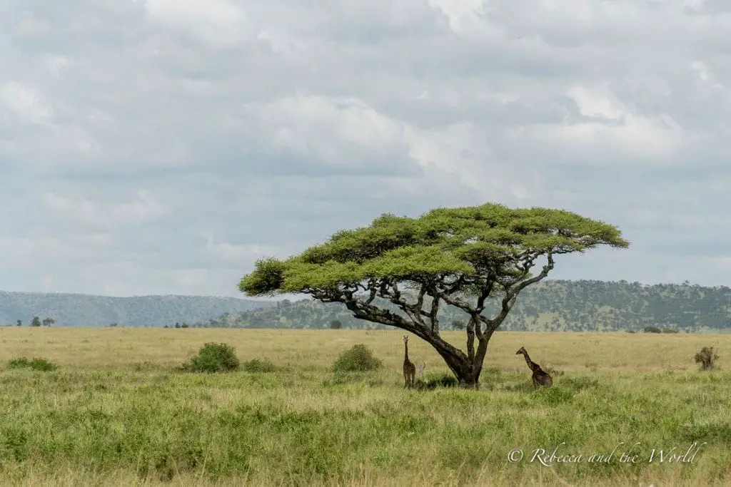 A lone acacia tree with a flat canopy in a savannah landscape with two giraffes near its trunk, under a cloudy sky. Giraffes are spotted throughout many of the national parks in Tanzania.