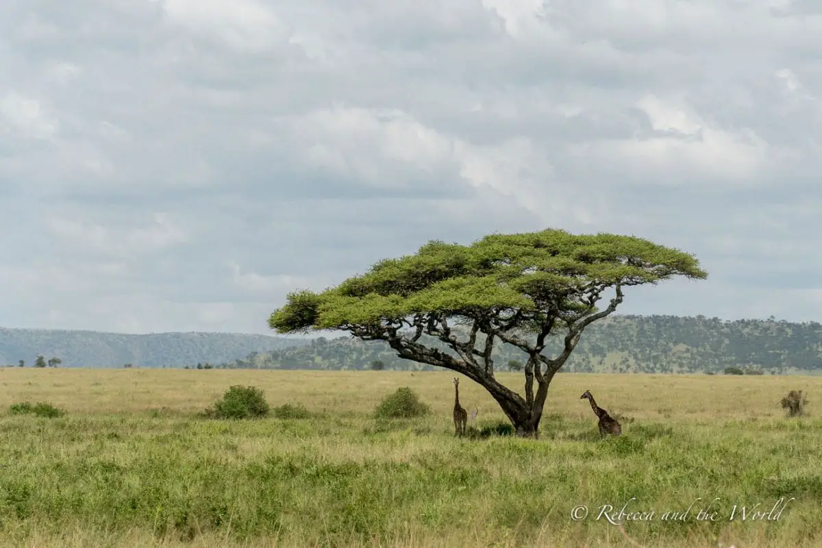 Giraffes are spotted throughout many of the national parks in Tanzania