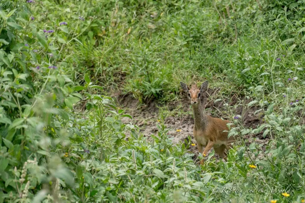 A small, slender dik-dik stands in green vegetation, looking towards the camera. One of the best places to visit in Tanzania is the Serengeti.