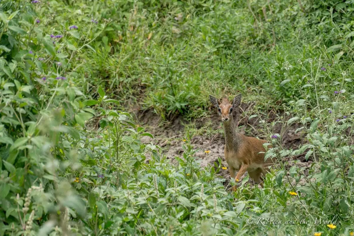 One of the best places to visit in Tanzania is the Serengeti