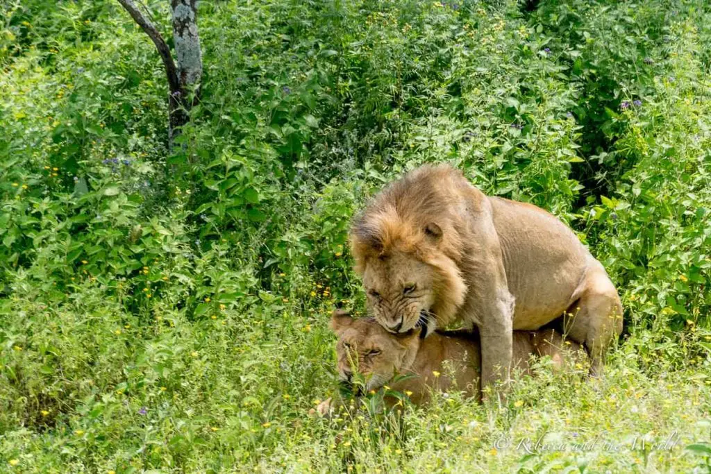 Two lions in the green brush, with the male lion standing over the female in a mating display. One of the highlights of my trip to Tanzania was seeing lions mating.