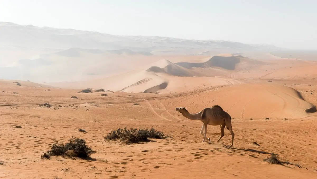 A solitary camel walks across the arid landscape of a sandy desert with rolling dunes under a hazy sky. Oman is a fascinating mix of tradition and modern, and one of my dream travel destinations.