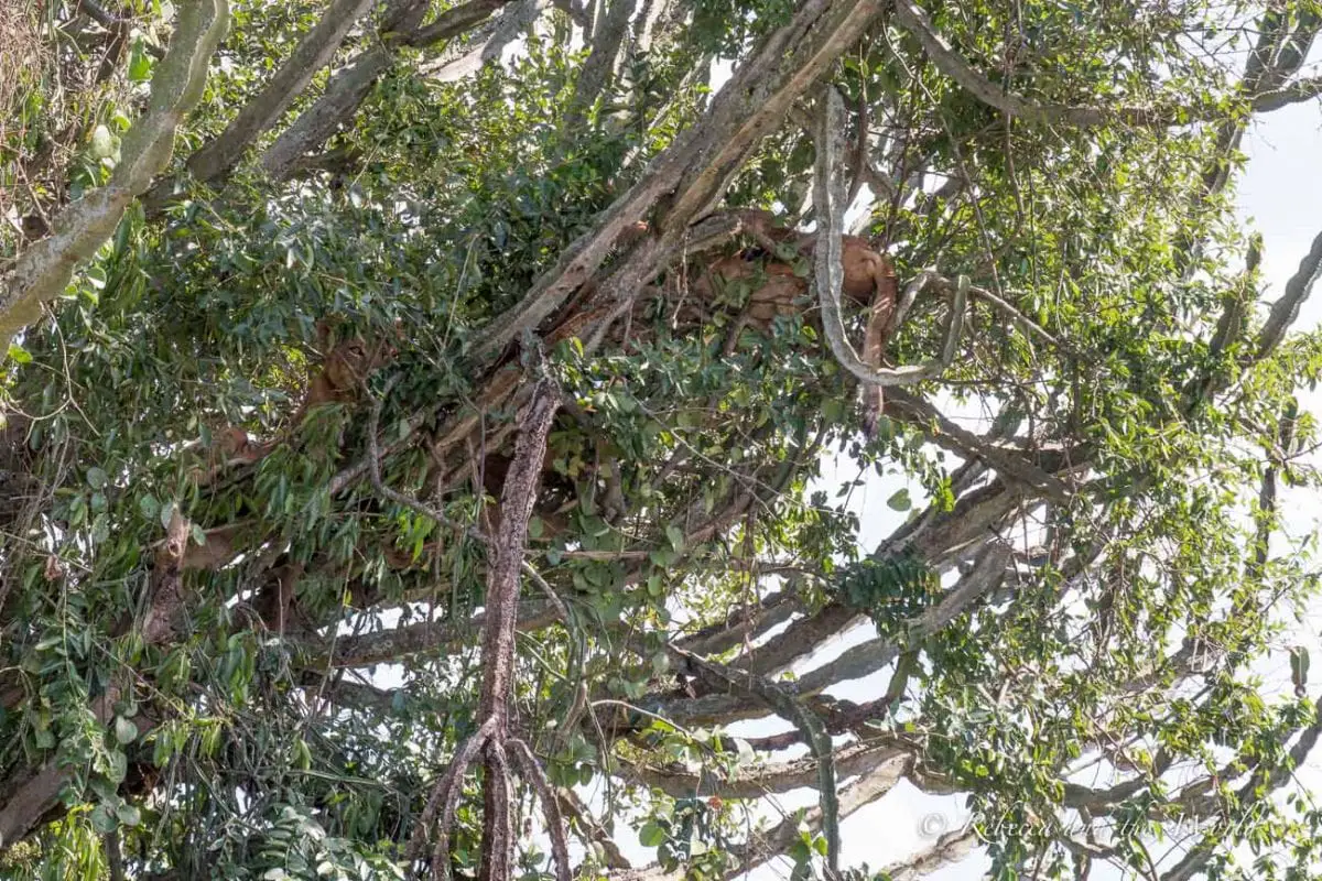 A dense tree with multiple branches filled with thick foliage, hiding sleeping lion cubs camouflaged among the leaves. Three lion cubs in a tree in Queen Elizabeth National Park.