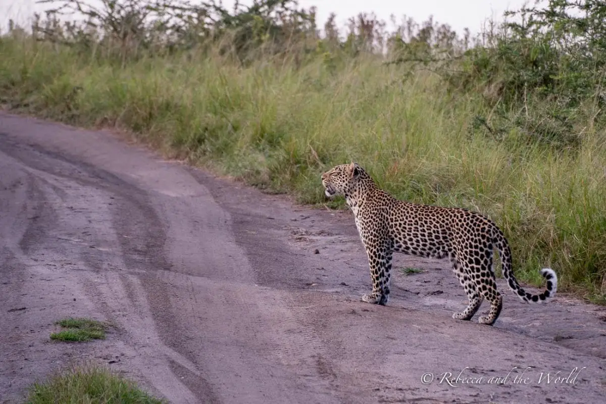 A leopard standing alert on a dirt road at dusk, with tall grass on either side, demonstrating the potential wildlife encounters during a safari. A leopard in Queen Elizabeth National Park's Ishasha Sector.